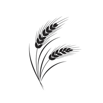 Wheat Ears Icons vector illustration. wheat leaf clipart. Organic wheat icon, bread agriculture. Grains plants and cereal, rye barley and wheat ear spikes. Bakery food concept. cereal plant isolated.