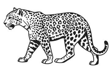 Monochromatic leopard prowls forward, showcasing its striking spotted pattern, rendered in a crisp black and white outline