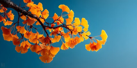 Minimalist low-angle shot of a ginkgo branch with vibrant, golden-yellow leaves set against a vast, clear blue sky. The scene is bathed in bright autumn sunlight, creating high contrast.