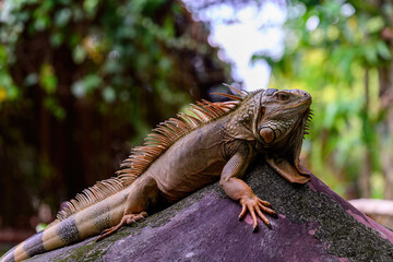 Closeup Green iguana sits on stone.
