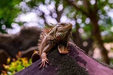 Closeup Green iguana sits on stone.