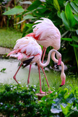 A closeup of Greater flamingos on ground.