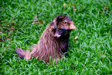 Tanuki or raccoon dog sitting on the grass.