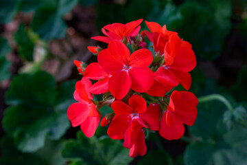 Close-up Red Geranium flowers in the inflorescence on a green background.