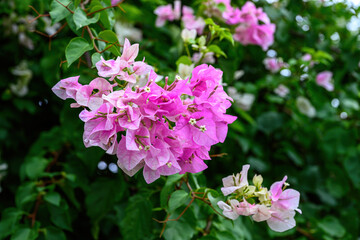 Bougainvillea flowers bloom beautifully brightly among lush green leaves on the tree in summer season.
