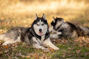 Walking with your favorite husky dogs in the park in autumn. Autumn walk in the park with your dog.