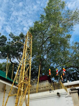 Jaya Sri Maha Bodhi - Sri Lanka