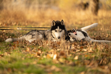 Walking with your favorite husky dogs in the park in autumn. Autumn walk in the park with your dog.