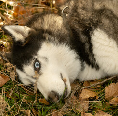 Walking with your favorite husky dogs in the park in autumn. Autumn walk in the park with your dog.
