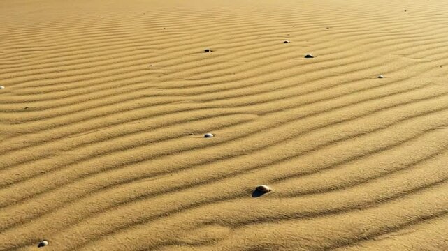 Sand Ripples and Seashells on Sunny Shoreline Background Texture
