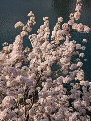 Cerisier japonais en fleurs avec l'eau en arrière plan