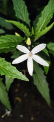 bunga kitolod (Hippobroma longiflora)