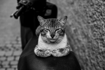 2024 03 17 Marrakesh Cat 16