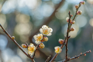 柔らかな光に映える白梅の花
