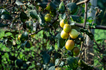 A cluster of greenish yellow jujube fruits kul, with brown branch