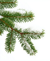 Close-up of a snow-covered evergreen branch against a white background, capturing the crisp, clean essence of winter and holiday season simplicity.