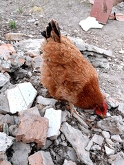 Curious Hen Among Ruins