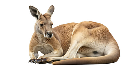 Kangaroo Resting Wildlife Animal Laying Down