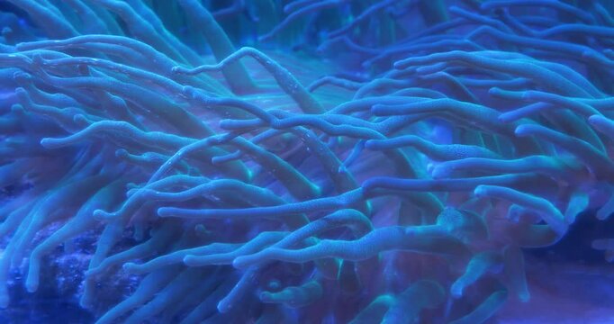 Sea anemones - group of predatory marine invertebrates constituting order Actiniaria. Sea anemones are classified in phylum Cnidaria, class Anthozoa, subclass Hexacorallia,underwater slow motion video