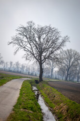 Fototapeta premium Serene Rural Landscape with Bare Tree and Curving Road at Dusk