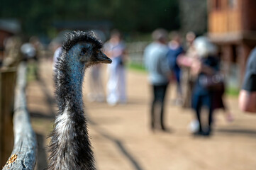 Emu looks curiously at visitors at a wildlife park during a sunny afternoon