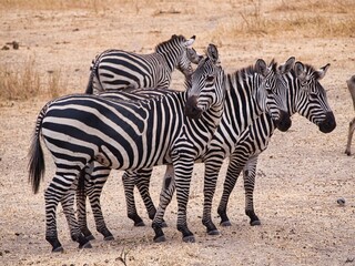 Plains Zebras in Tarangire National Park, Tanzania