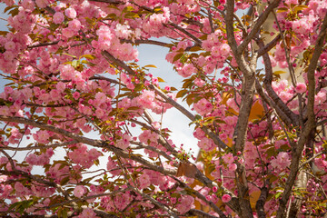 Blooming Cherry Blossoms With Vibrant Pink Flowers on a Sunny Day