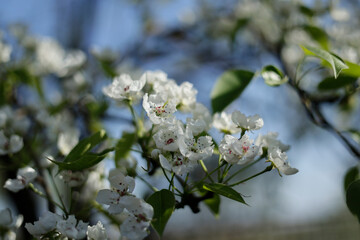 Close-up of a pear tree in bloom in the morning sun. Blossoming pear, tender flowers on a tree in soft sunlight against the blue sky