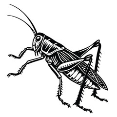 Detailed black and white presents the unique texture of a grasshopper