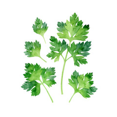 Hand-painted watercolor illustration of fresh flat-leaf parsley leaves in vibrant green tones, isolated on a transparent background.