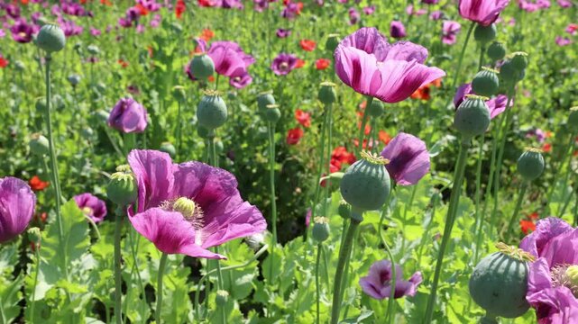 Field of colorful poppies in full bloom, with green seed pods standing tall on a sunny day.