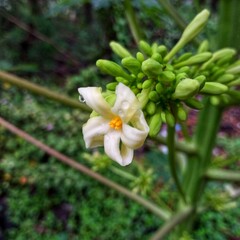Close-up of a vibrant green leaf covered in fresh water droplets, highlighting the leaf's texture and the refreshing beauty of nature after a rainfall.
