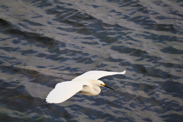Snowy Egret flying over the water