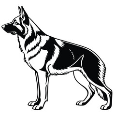 A strong black and white German Shepherd stands alert in a image