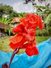 A vibrant Aglaonema plant displays stunning red and pink leaves, adding a splash of color and tropical charm. Its bold foliage makes it a striking centerpiece in any indoor space.
