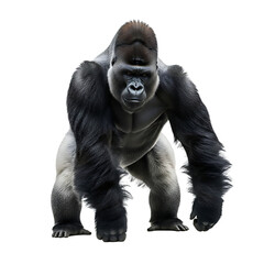 Standing Gorilla Isolated on White, Looking Forward