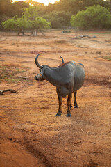 Obraz premium carabao, asian buffalo in the wild
