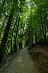 Obraz premium path in the forest Rappenlochschlucht
