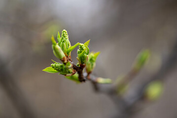 Young twigs of the tree are about to bloom in the spring. High quality photo