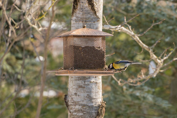 Bird feeder hangs on tree. Vibrant bird great tit perches on mesh feeder attached to tree trunk,...