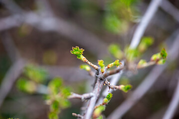 Tree branch with buds in spring. High quality photo