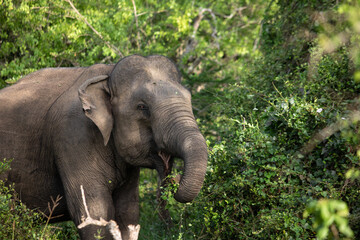 elephant in the wild, elephant looking for food, elephant sri lanka, african elephant