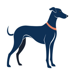 Navy dog stands elegantly with an orange collar on a plain white background