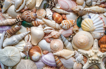 Close-up of starfishes and tropical seashells. Studio shot of seashells. Assortment of seashells scattered on soft sand. top view seashell. summer background concept