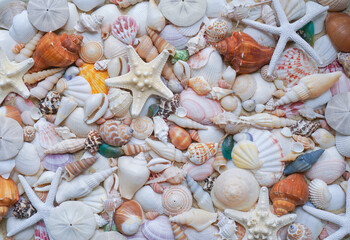 Close-up of starfishes and tropical seashells. Studio shot of seashells. Assortment of seashells scattered on soft sand. top view seashell. summer background concept