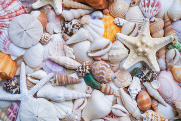 Close-up of starfishes and tropical seashells. Studio shot of seashells. Assortment of seashells scattered on soft sand. top view seashell. summer background concept