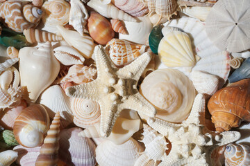 Close-up of starfishes and tropical seashells. Studio shot of seashells. Assortment of seashells...