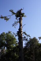 trees in the forest