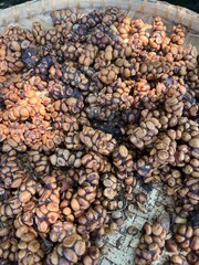 raw civet coffee beans close up