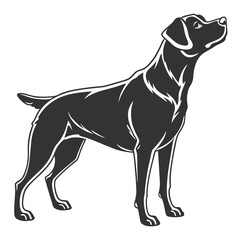 The strong black Labrador retriever stands gazing up with unwavering loyalty and alertness